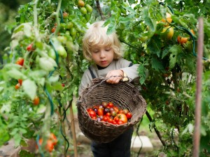 Junge trägt einen Korb gefüllt mit Tomaten