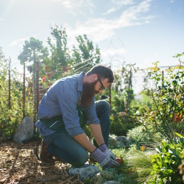 Ernährung, selber anbauen und ernten