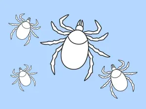 Zecken haben auffällige Mundwerkzeuge und 8 Beine.