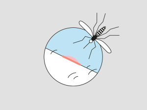 Illustration einer Tigermücke und deren Stich